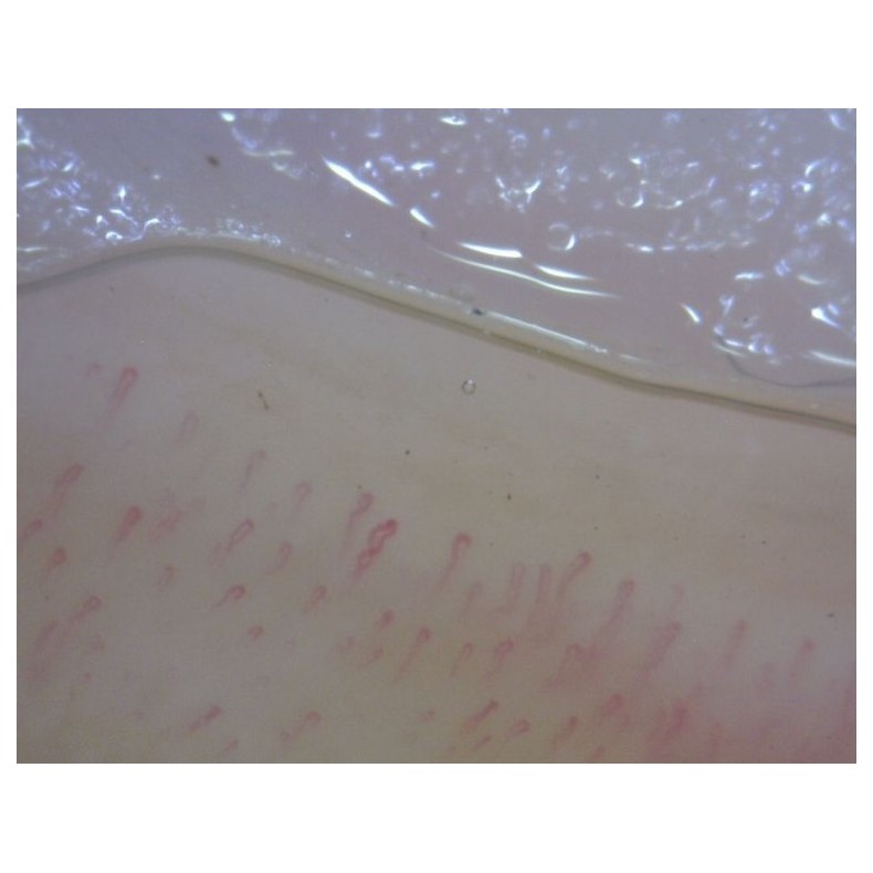 Microscopio Digital Dino-Lite...