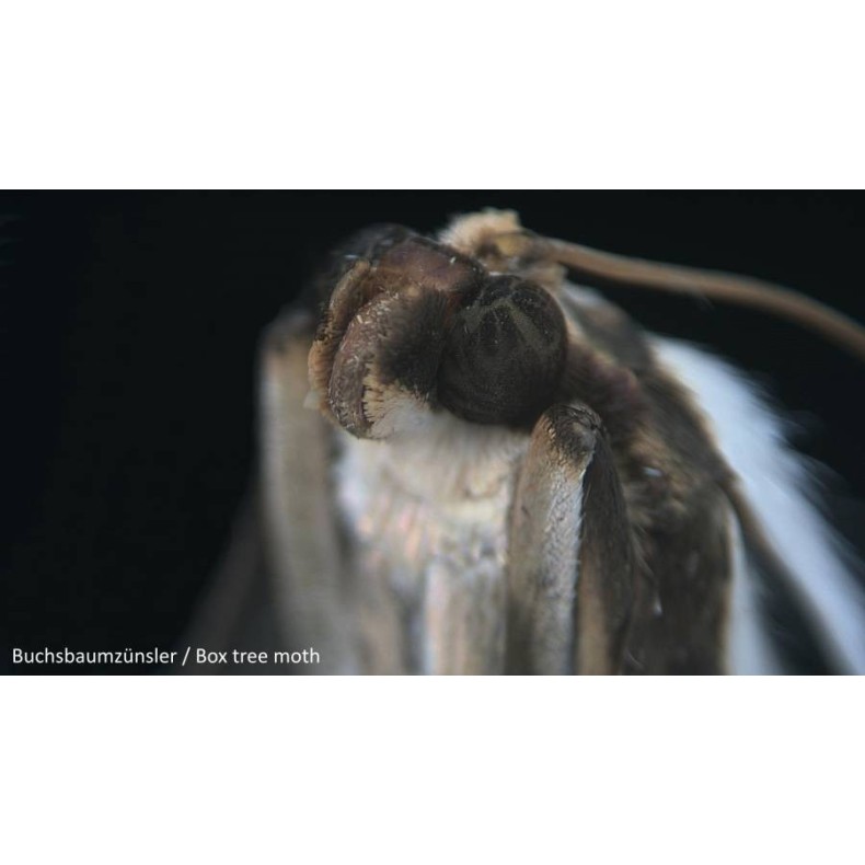 Microscopio Bresser Junior stereo... Microscopio Bresser Junior stereo...