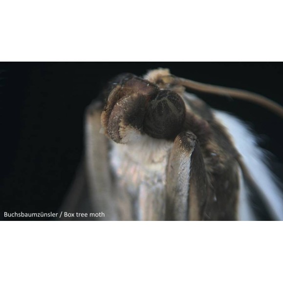 Microscopio Bresser Junior stereo microscopio 20x 8852000