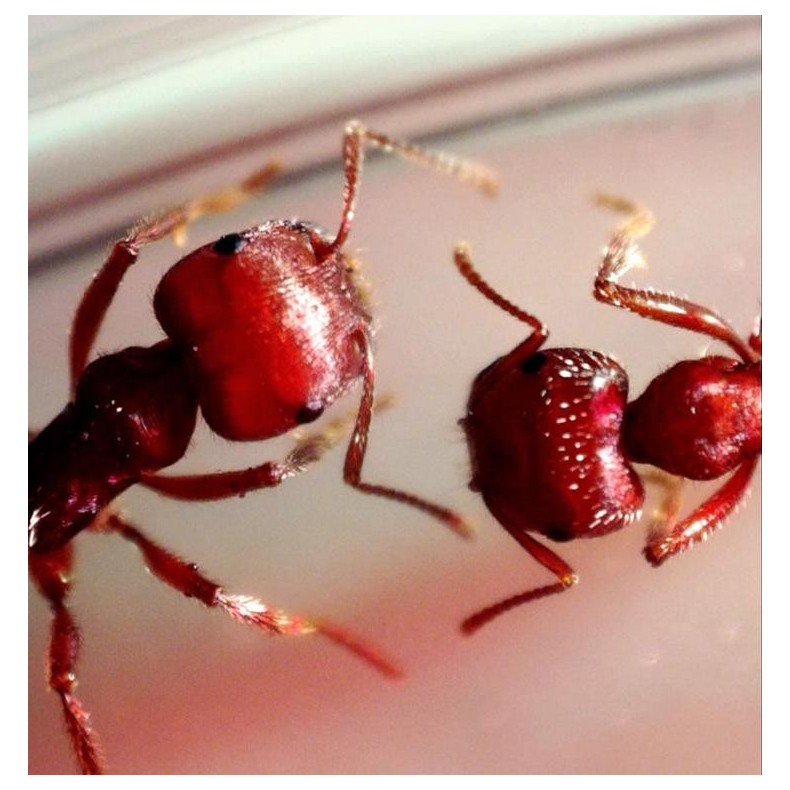 Microscopio digital Celestron... Microscopio digital Celestron...