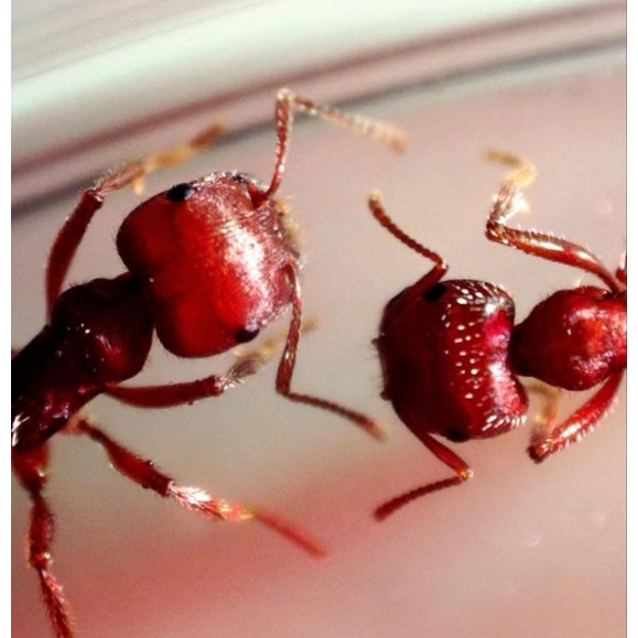 Microscopio digital Celestron Microdirect 1080P HD Handheld