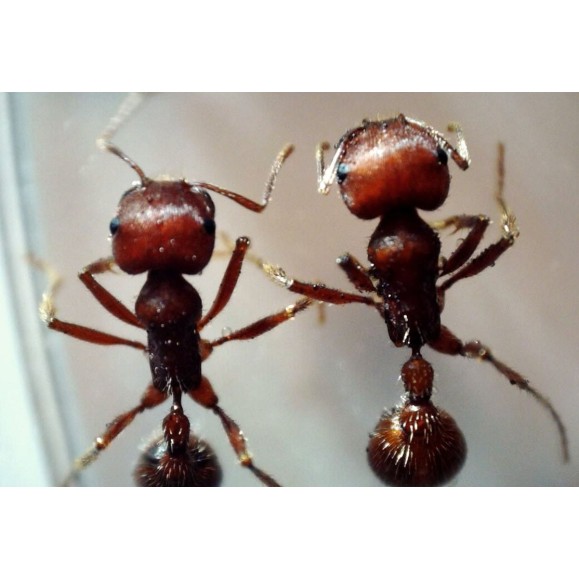 Microscopio digital Celestron Microdirect 1080P HD Handheld