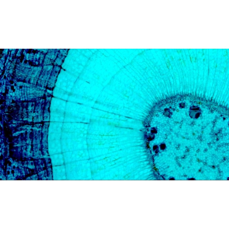 Microscopio digital Celestron... Microscopio digital Celestron...