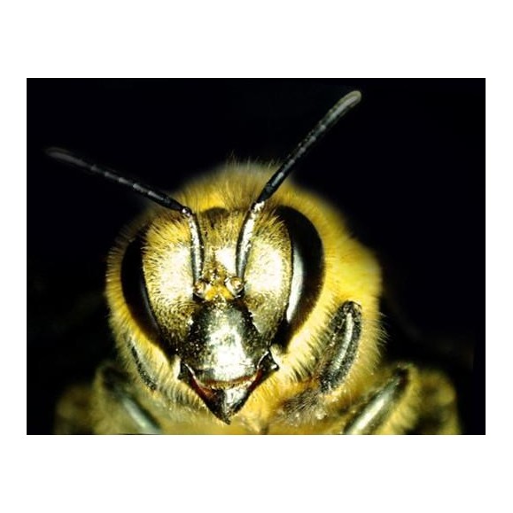 Microscopio digital Celestron Microdirect 1080P HD Handheld