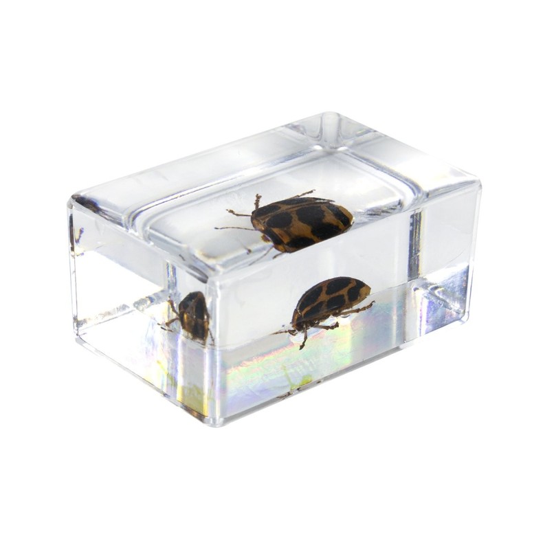 Kit nº 4 de Preparaciones 3D de insectos Kit nº 4 de Preparaciones 3D de insectos