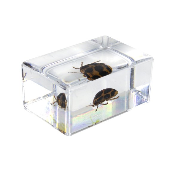 Kit nº 4 de Preparaciones 3D de insectos
