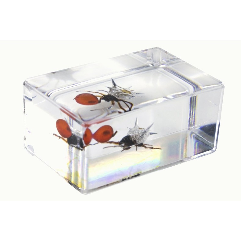 Kit nº 4 de Preparaciones 3D de insectos Kit nº 4 de Preparaciones 3D de insectos