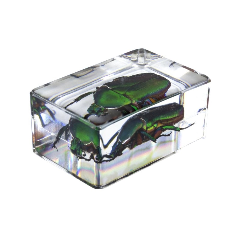 Kit nº 4 de Preparaciones 3D de insectos Kit nº 4 de Preparaciones 3D de insectos