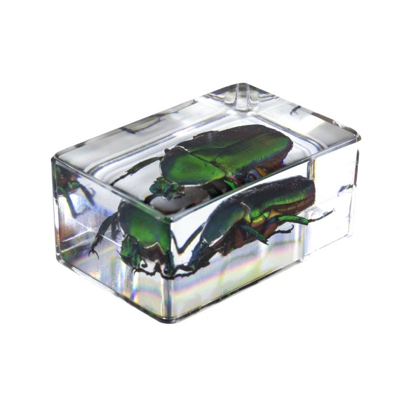 Kit nº 4 de Preparaciones 3D de insectos