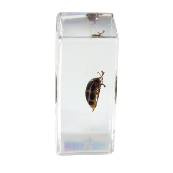 Kit nº 4 de Preparaciones 3D de insectos