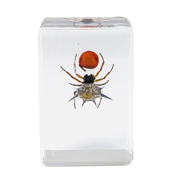 Kit nº 4 de Preparaciones 3D de insectos
