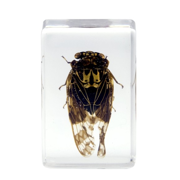 Kit nº 4 de Preparaciones 3D de insectos