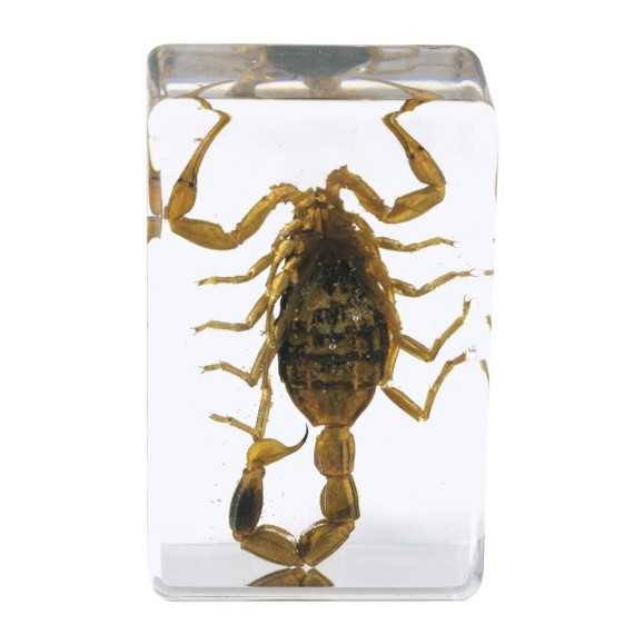 Kit nº 4 de Preparaciones 3D de insectos