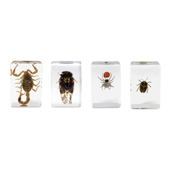 Kit nº 4 de Preparaciones 3D de insectos