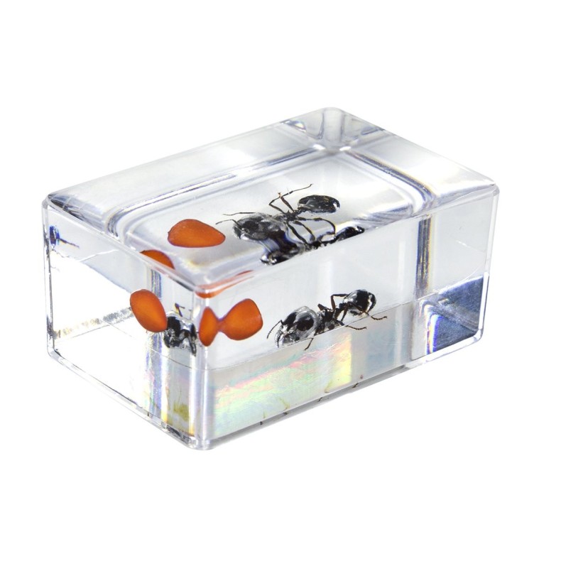 Kit nº 5 de Preparaciones 3D de insectos