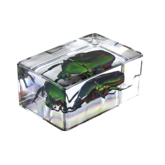 Kit nº 5 de Preparaciones 3D de insectos