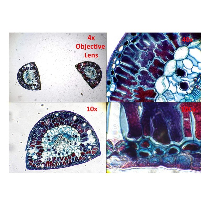 Cámara ocular  Dino-Lite AM7025X