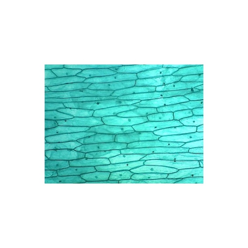 Cámara USB Omegon Telemikro USB