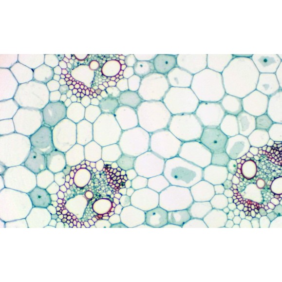 Camara ocular BRESSER MikrOkular Full HD