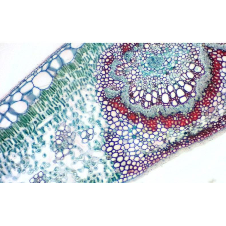 Camara ocular BRESSER MikrOkular Full HD