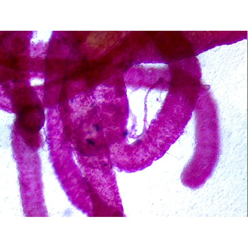 Caja de preparaciones 25 unidades