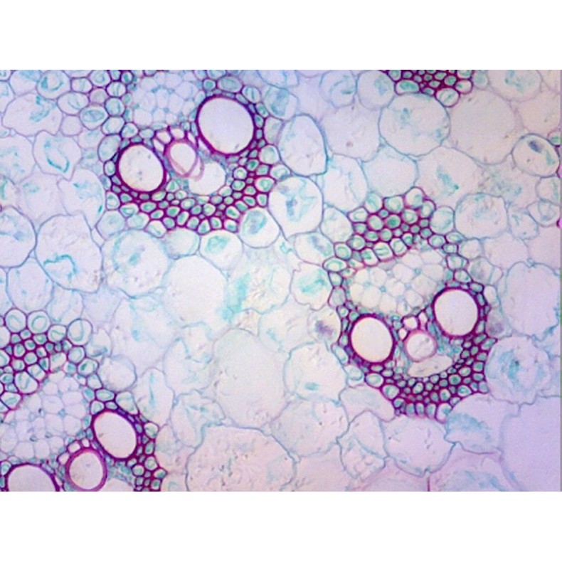 Caja de preparaciones 25 unidades