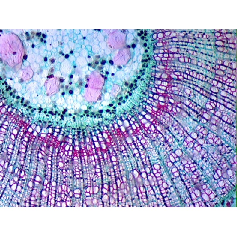 Caja de preparaciones 100 unidades Caja de preparaciones 100 unidades