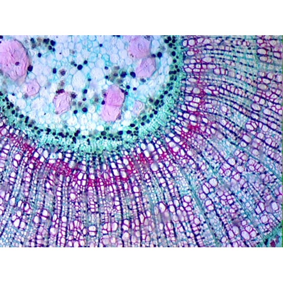 Caja de preparaciones 100 unidades Caja de preparaciones 100 unidades