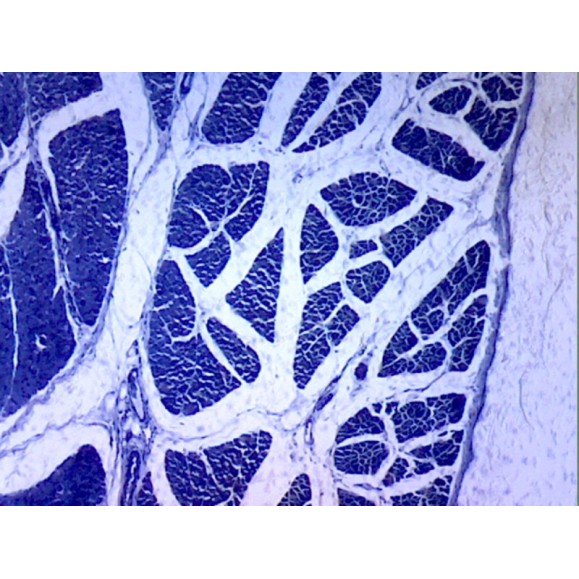 Caja de preparaciones 100 unidades Caja de preparaciones 100 unidades