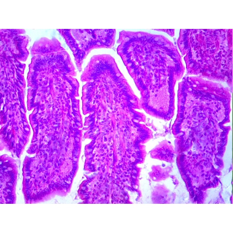 Caja de preparaciones 100 unidades Caja de preparaciones 100 unidades
