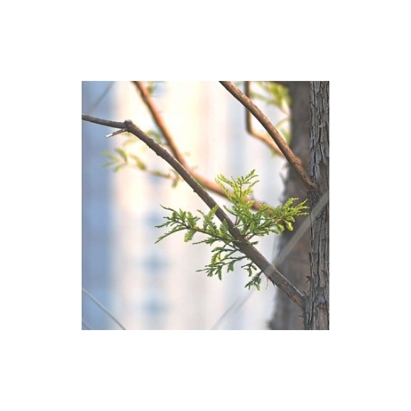 Telescopio refractor triplete apocromático SeeStar S50