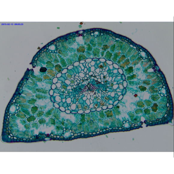 Cámara TOUPTEK ToupCam WUCAM 720PA, color, CMOS, 1/2.5", 2.2 µm, 30 fps, 720 P, WiFi/USB