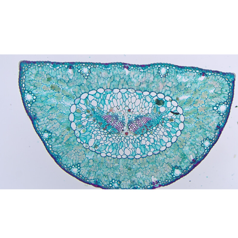 Cámara TOUPTEK ToupCam XCAM4K 16MPA,... Cámara TOUPTEK ToupCam XCAM4K 16MPA,...