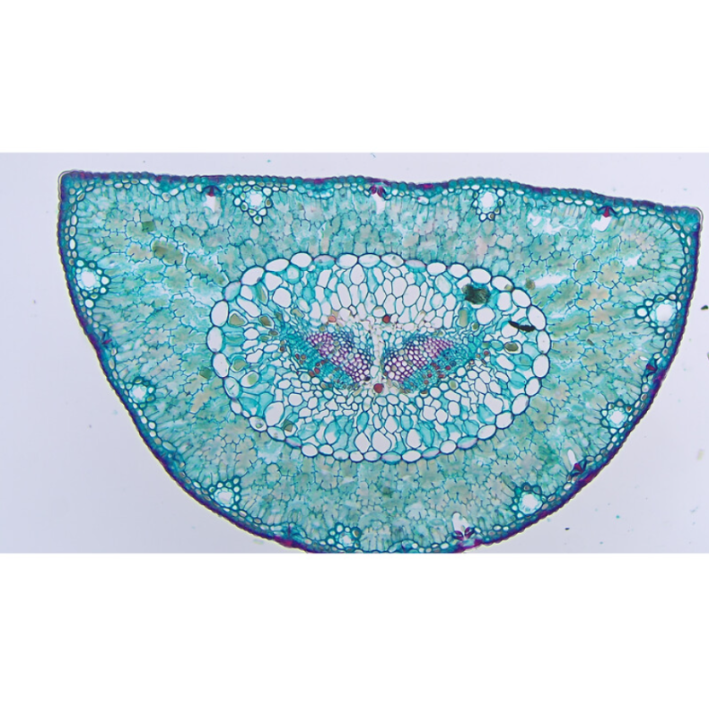 Cámara TOUPTEK ToupCam XCAM4K 8MPA,...