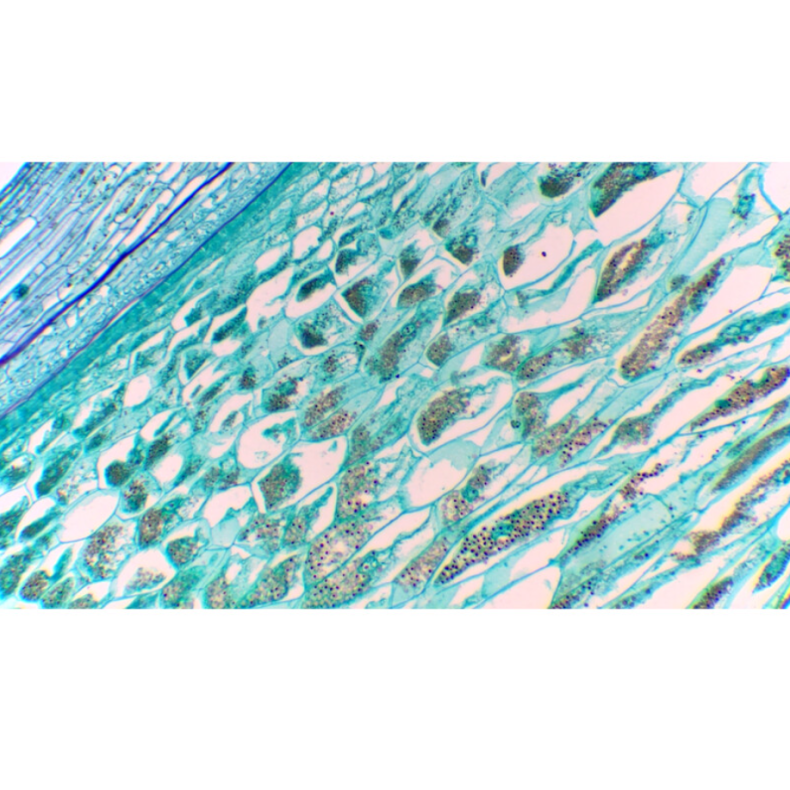 Cámara TOUPTEK ToupCam XCAMLITE1080P... Cámara TOUPTEK ToupCam XCAMLITE1080P...