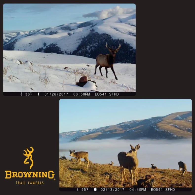 Cámara de trampeo Strike Force Pro x...