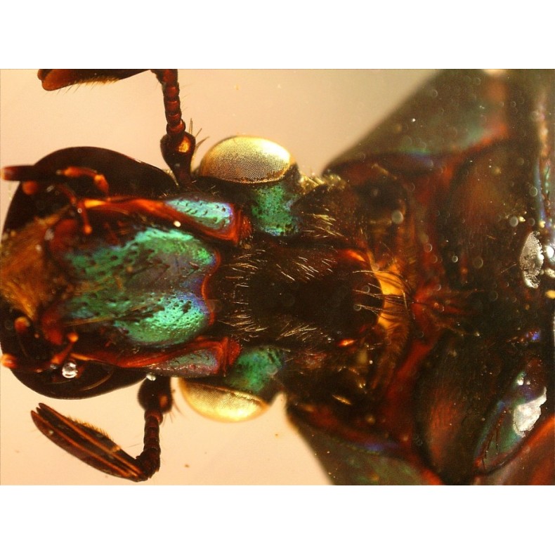 Microscopio Celestron Handheld...