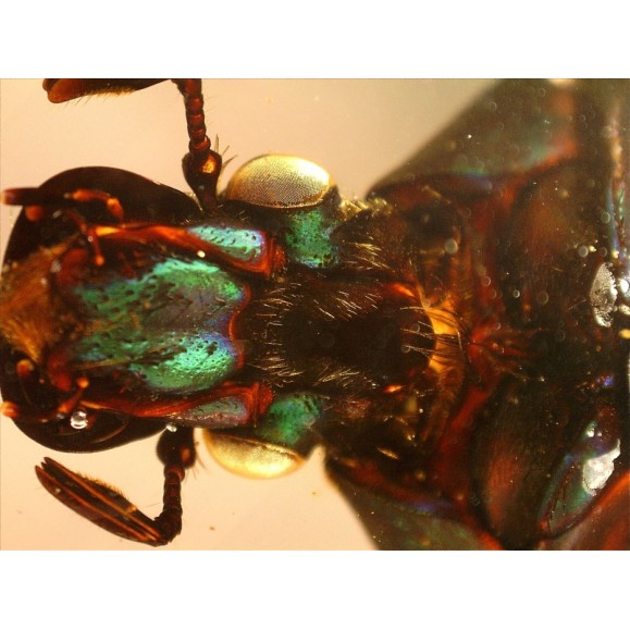 Microscopio Celestron Handheld Digital Pro 44308