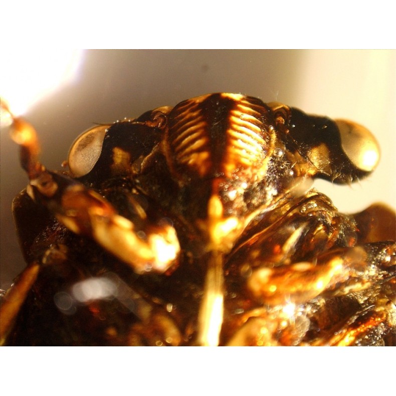 Microscopio Celestron Handheld...