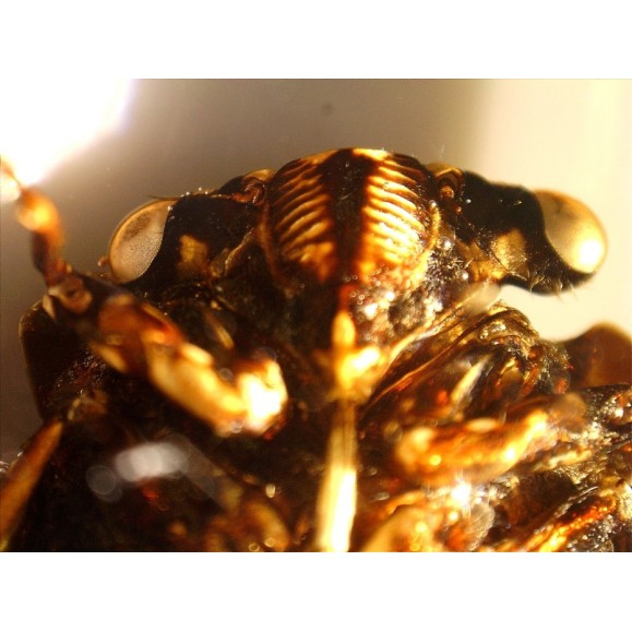 Microscopio Celestron Handheld Digital Pro 44308