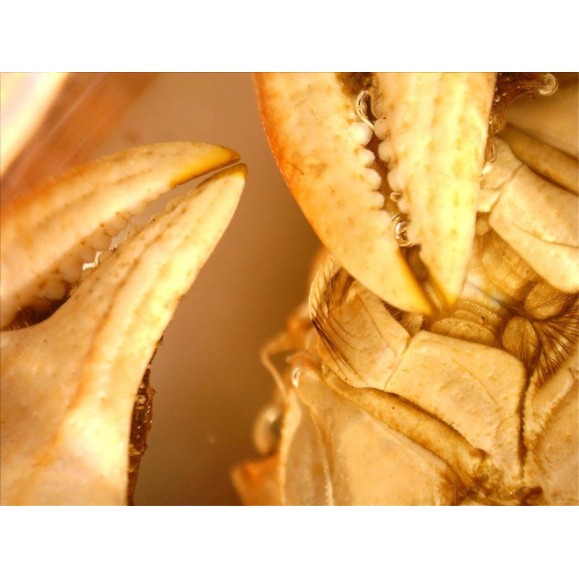 Microscopio Celestron Handheld Digital Pro 44308