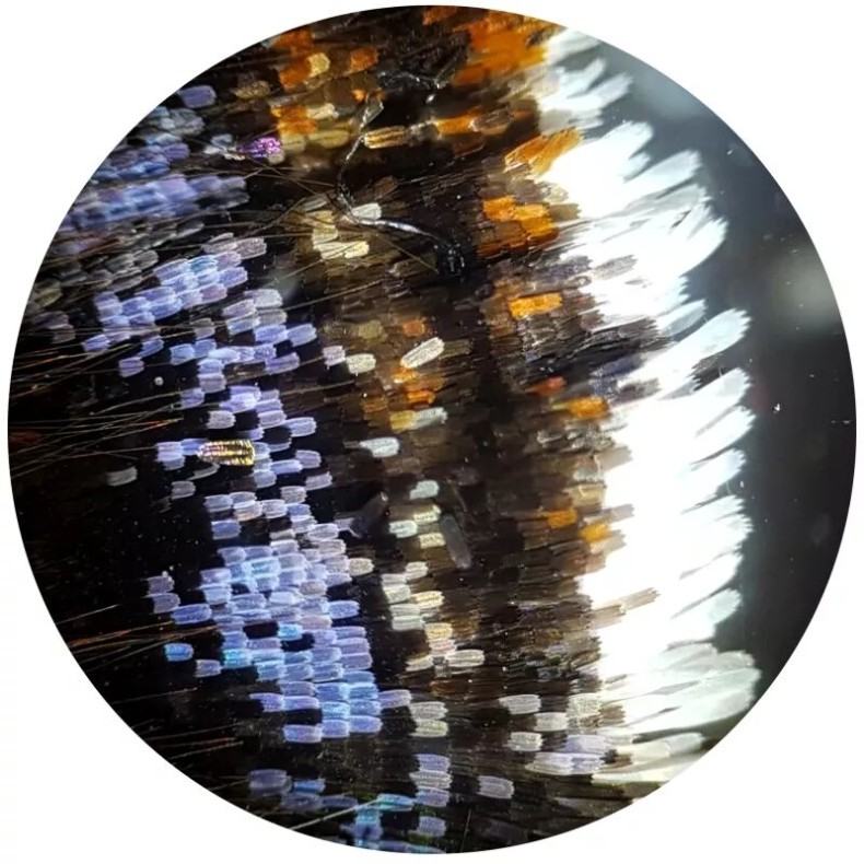 Microscopio Bresser Biolux HD NV...